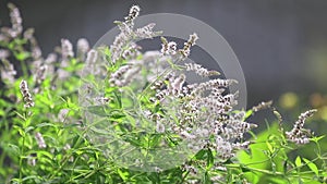 Mint blossoms with water drops in the garden. Branch of green leaf in the rain, light breeze close up, dynamic scene, toned video.