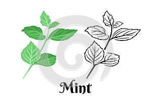 Mint branch isolated on white background. Vector color illustration of  fragrant green peppermint leaf