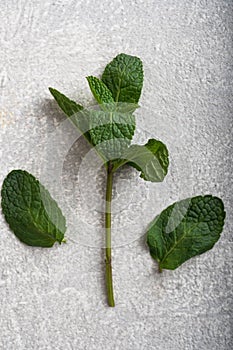 Mint branch on a light concrete background, top view