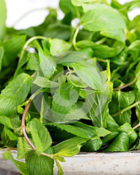 Mint. Bunch of Fresh green organic mint leaf in bowl on wooden table closeup