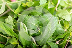 Mint. Bunch of Fresh green organic mint leaf in bowl on wooden table closeup