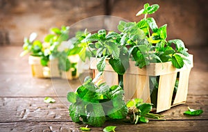 Mint. Bunch of fresh green organic mint leaf on wooden table
