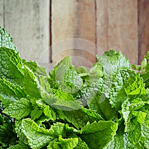 Mint. Bunch of Fresh green organic mint leaf on wooden table closeup. Selective focus. Green mint plant