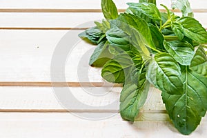 Mint. Bunch of Fresh green organic mint leaf on wooden table closeup. Selective focus. Peppermint in small basket on