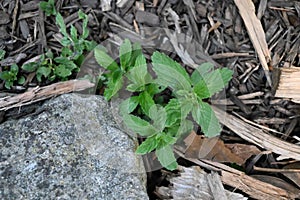 Mint, in chocolate, Mentha x piperita