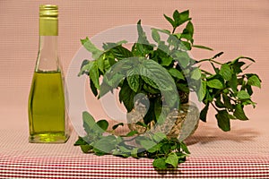 Mint in a crystal vase and a bottle of oil on a colored, red, background.