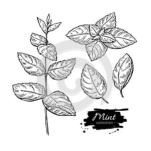 Mint drawing set. Isolated mint plant and leaves. Herbal