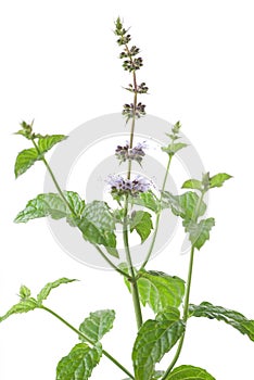 Mint Flower