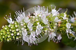 Mint flower blooming macro