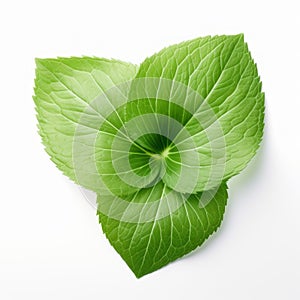 Mint Flower Leaf Isolated Background: Symmetrical Hyperrealistic Still Life