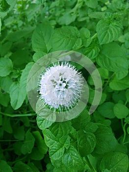 Mint Flower in the Mountains photo