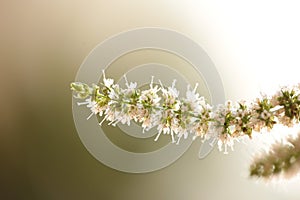 Mint flower stems macro isolated
