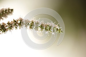 Mint flower stems macro isolated