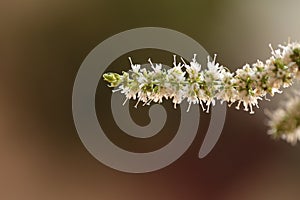 Mint flower stems macro isolated