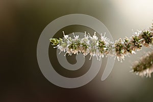 Mint flower stems macro isolated