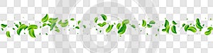 Mint Foliage Herbal Vector Panoramic Transparent