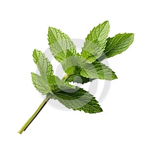 Mint fresh herb leaves isolated on white trnsparent