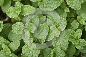 Mint, fresh from kitchen garden