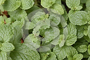 Mint, fresh from kitchen garden