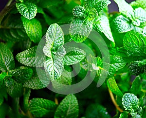 Mint. Fresh mint leaves background closeup