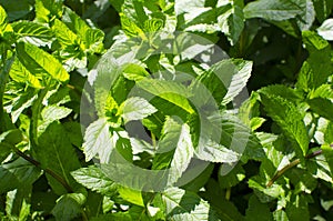 Mint in the garden in daylight