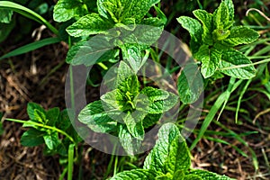 Mint in a garden, wonderful aromatic plant for the kitchen, mentha spicata photo