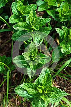 Mint in a garden, wonderful aromatic plant for the kitchen, mentha spicata photo