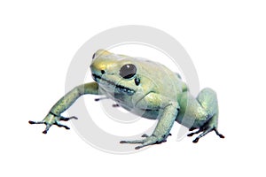 Mint golden poison frog on white background