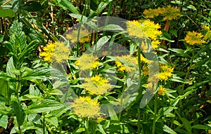 Mint and Golden root, Rhodiola rosea