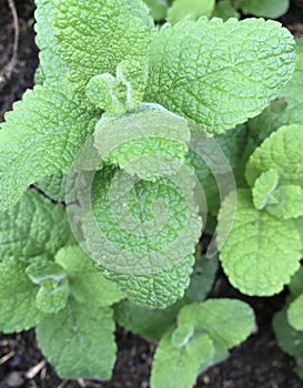Mint green background peppermint