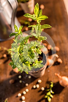 Mint growing in a flowerpot