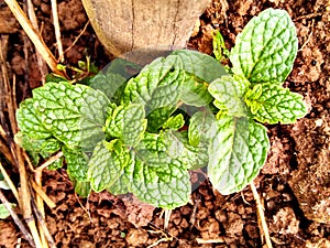 Mint growing in the garden