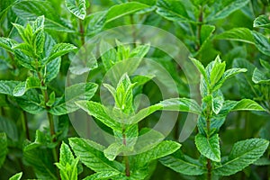 Mint growing in garden, fresh organic aromatic herbs