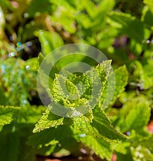 Mint growing in herb garden