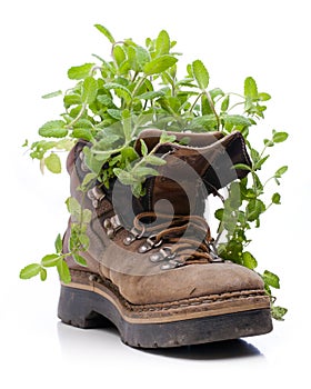 Mint growing from old hiking boots