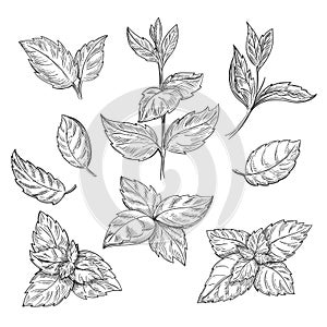 Mint hand sketch vector illustration. Peppermint engraved drawing of menthol leaves on white background