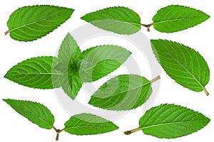 Mint herb leaf collection on white