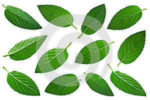 Mint herb leaf collection on white
