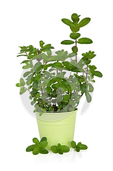 Mint Herb Plant