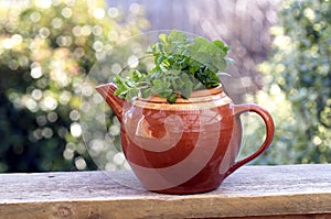 Mint herb plant growing in a teapot