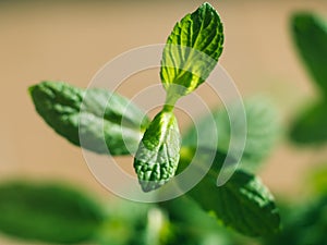 Mint herb plant macro shot on sunny day