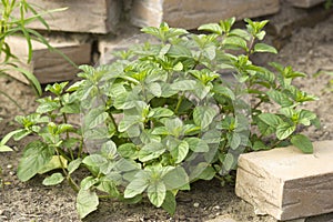 Mint in a herb spiral