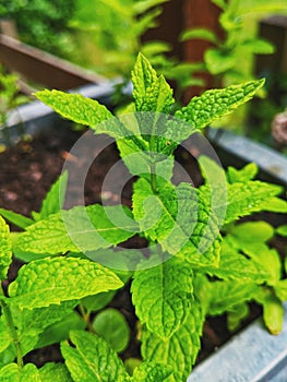 Single Mint plant