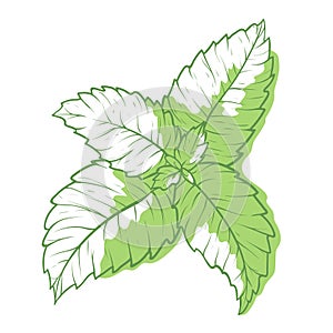 Mint icon, fragrant melissa green herbal symbol