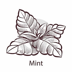 Mint icon. Hand drawn detailed organic product sketch style illustration, fresh organic leaves engraving drawing, tea