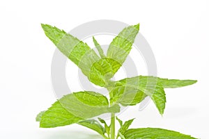 Mint On isolated white