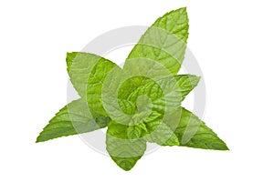 Mint On isolated white