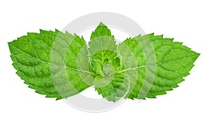 Mint isolated on white background