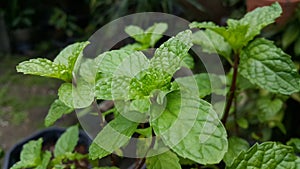 Mint keaves in garden for cook