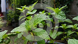 Mint keaves in garden for cook